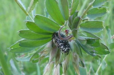 <i>Oxythyrea funesta</i>