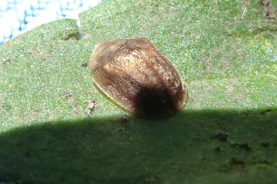 <i>Hypocassida subferruginea</i>