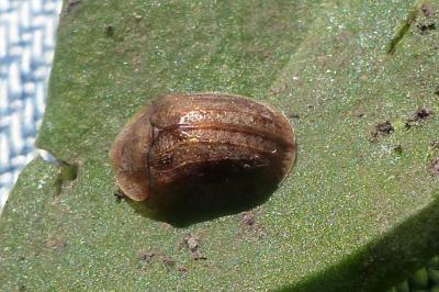 <i>Hypocassida subferruginea</i>