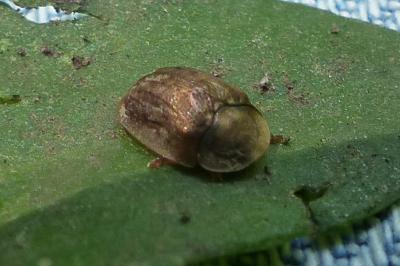 <i>Hypocassida subferruginea</i>