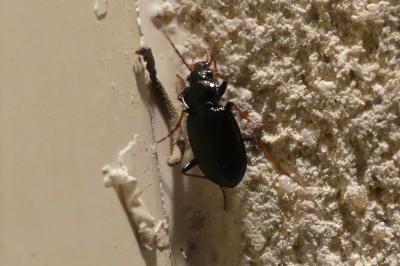 <i>Nebria</i>