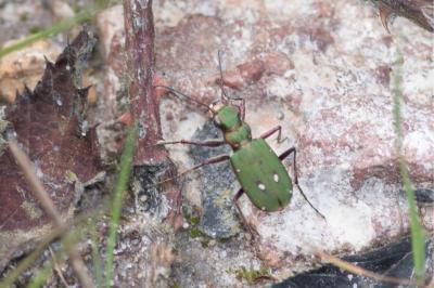 <i>Cicindela campestris</i>