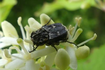 <i>Valgus hemipterus</i>