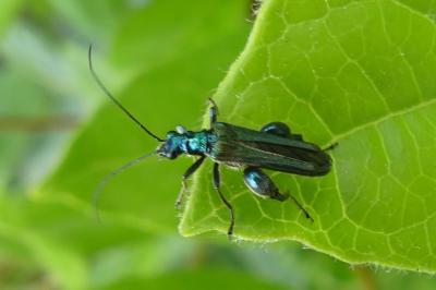 <i>Oedemera nobilis</i>