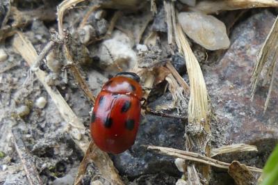 <i>Gonioctena fornicata</i>