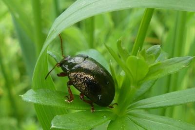 <i>Chrysolina bankii</i>