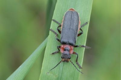 <i>Cantharis rustica</i>