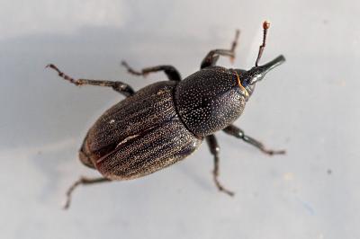 <i>Sphenophorus</i>