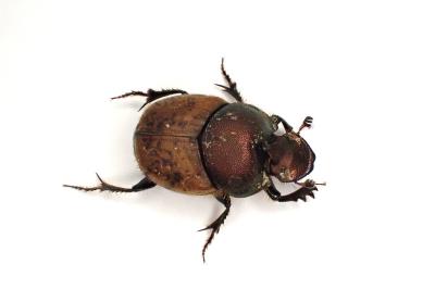 <i>Onthophagus coenobita</i>