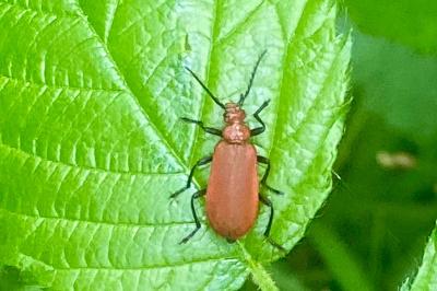 <i>Pyrochroa serraticornis</i>