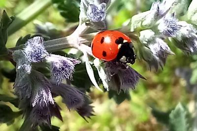 <i>Coccinella septempunctata</i>