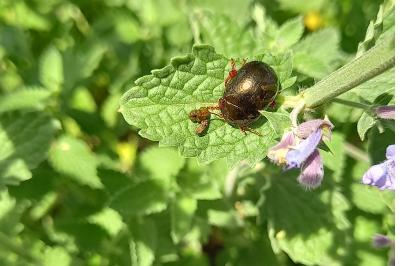 <i>Chrysolina bankii</i>