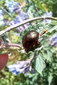 <i>Chrysolina bankii</i>