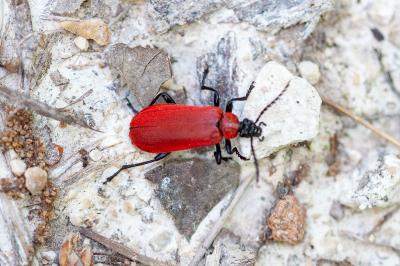 <i>Pyrochroa coccinea</i>
