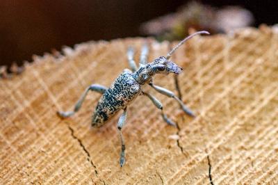 <i>Rhagium sycophanta</i>