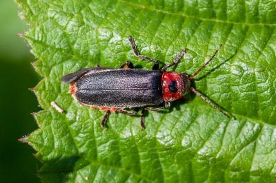<i>Cantharis rustica</i>