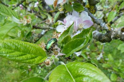 <i>Cetonia aurata</i>