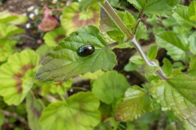 <i>Chrysolina americana</i>