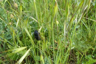 <i>Dorcus parallelipipedus</i>