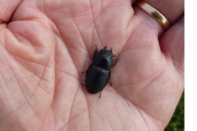 <i>Dorcus parallelipipedus</i>