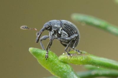 <i>Ctenomeropsis nigra</i>