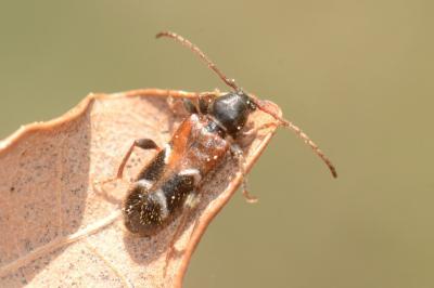 <i>Poecilium alni</i>