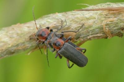 <i>Cantharis rustica</i>