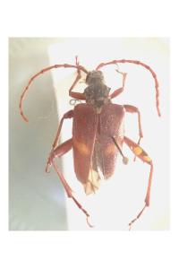 <i>Akimerus schaefferi</i>
