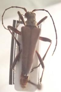 <i>Stenocorus meridianus</i>
