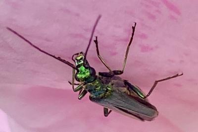 <i>Oedemera nobilis</i>