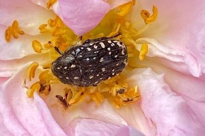 <i>Oxythyrea funesta</i>