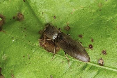 <i>Agriotes pilosellus</i>