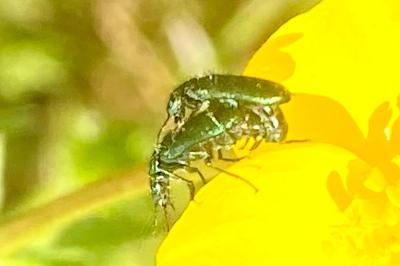 <i>Psilothrix viridicoerulea</i>