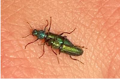<i>Psilothrix viridicoerulea</i>
