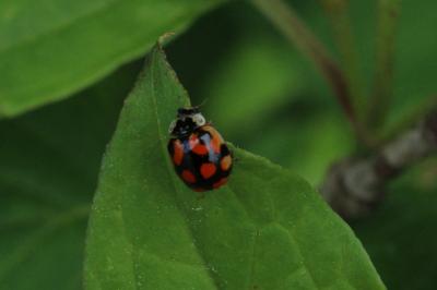 <i>Adalia decempunctata</i>