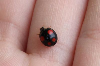 <i>Harmonia axyridis</i>