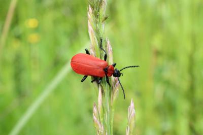 <i>Pyrochroa coccinea</i>