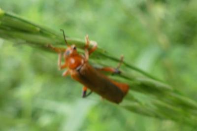 <i>Cantharis livida</i>