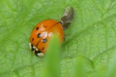 <i>Harmonia axyridis</i>