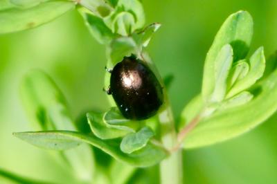 <i>Chrysolina hyperici</i>
