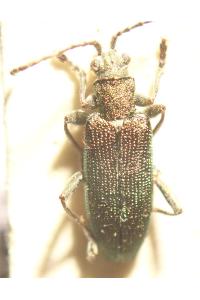 <i>Donacia vulgaris</i>