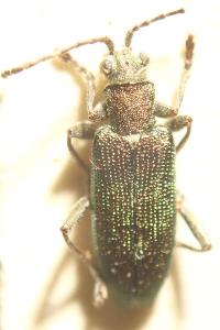 <i>Donacia vulgaris</i>