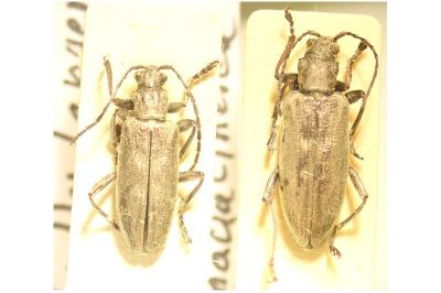 <i>Donacia cinerea</i>