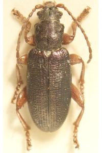 <i>Plateumaris rustica</i>