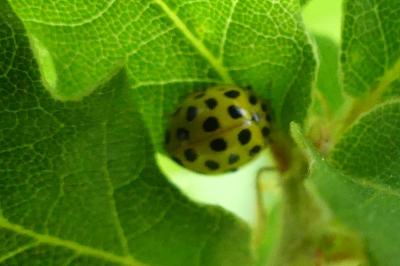 <i>Psyllobora vigintiduopunctata</i>