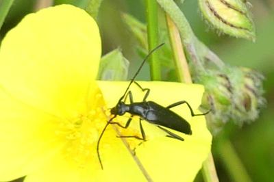 <i>Rutpela nigra</i>