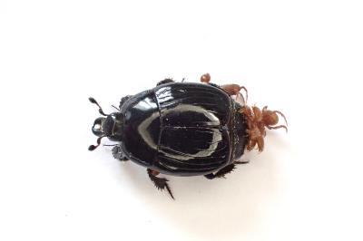 <i>Margarinotus</i>