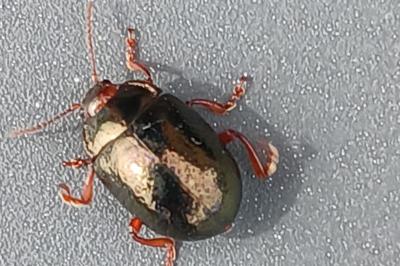 <i>Chrysolina bankii</i>