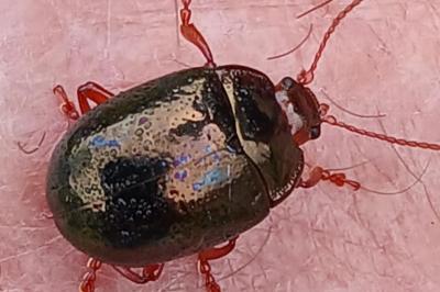 <i>Chrysolina bankii</i>