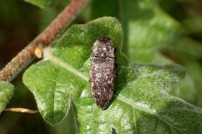 <i>Agrypnus murinus</i>